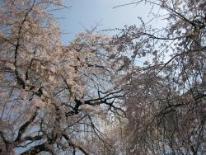 親子しだれ桜の写真