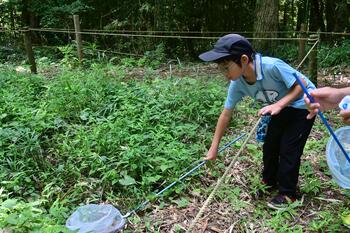 虫取り網で生きものを捕まえようとする少年の写真