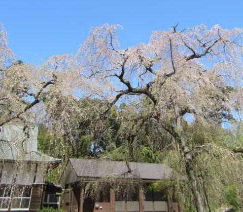 しだれ桜